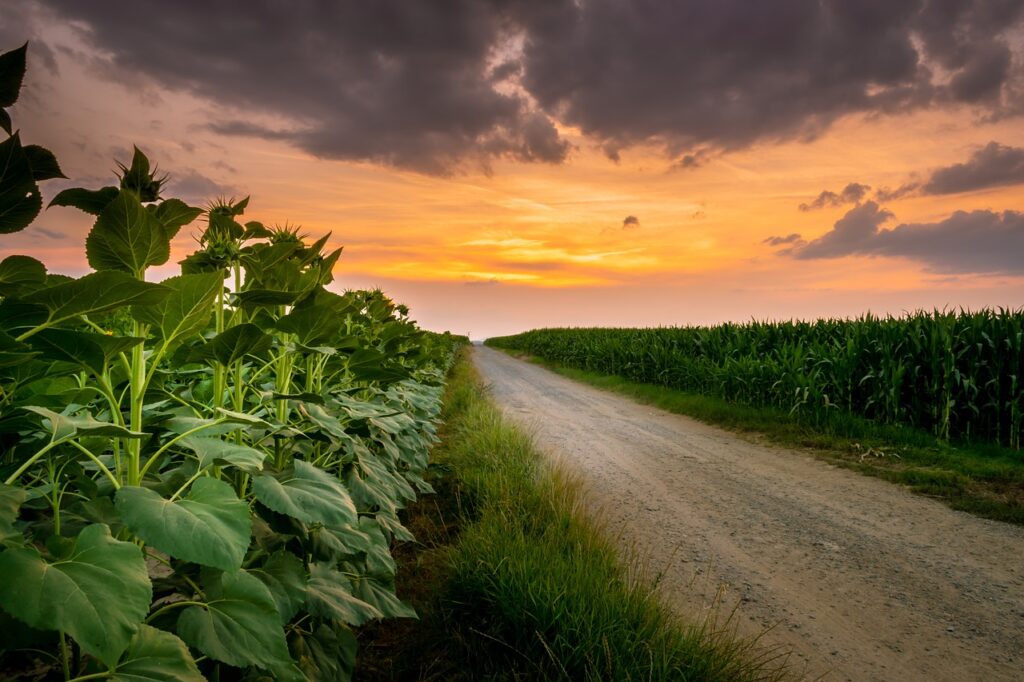 agriculture, atmosphere, background-7302617.jpg
